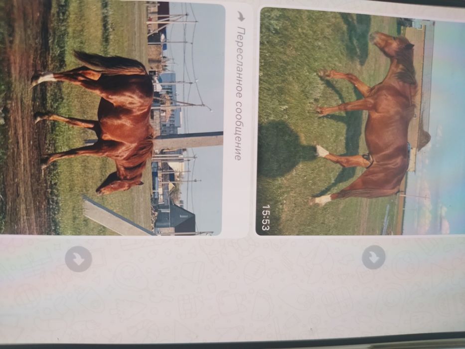 Лошади на продаже. Уточняйте цены