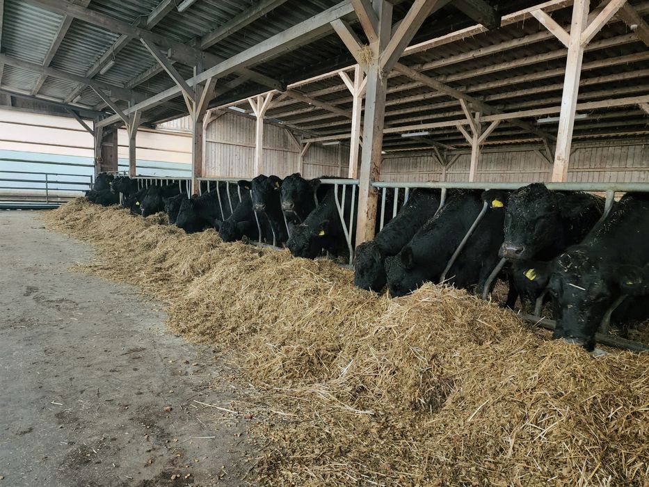 Aberdeen Angus juninci gestante, tauri