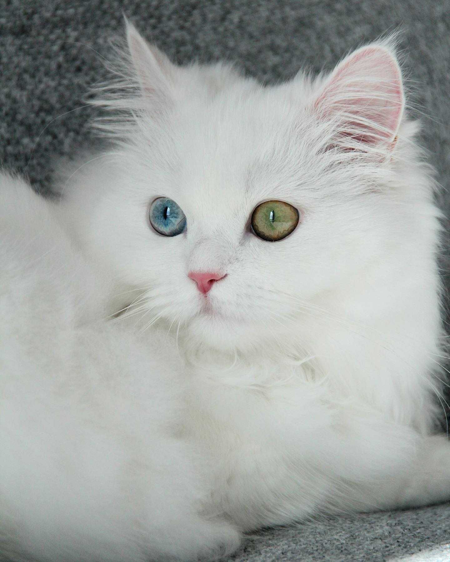 Angora Turceasca