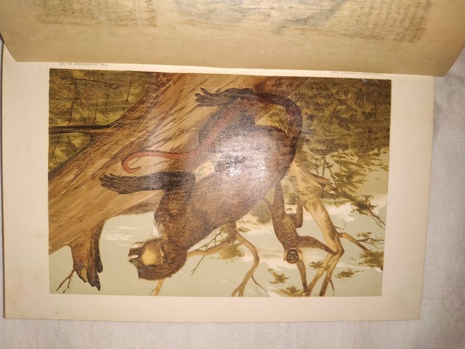 Антиквариат. Гааке В. Происхождение животного мира