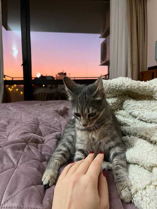 Красива котенца, на 3 месеца