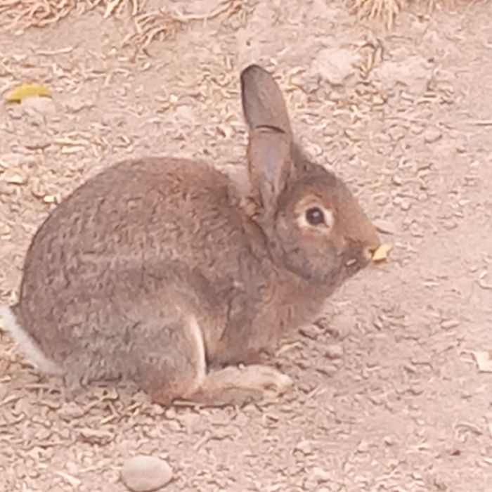 Erkak quyon sotiladi