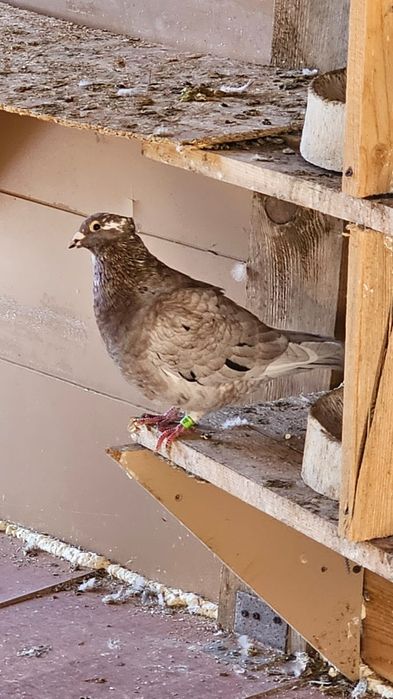 Vând porumbeii voiajori culori rare