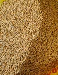 Продам зерно на семена