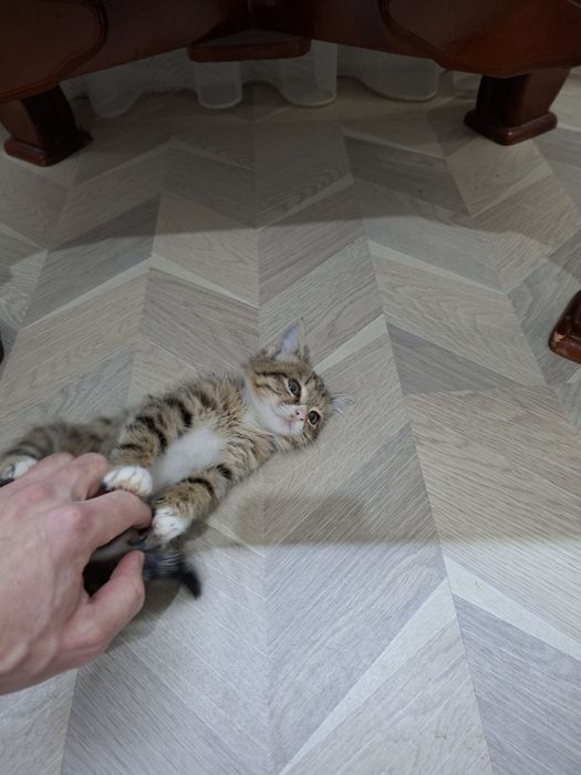 mushukchalarni yaxshi qo'llarga beraman