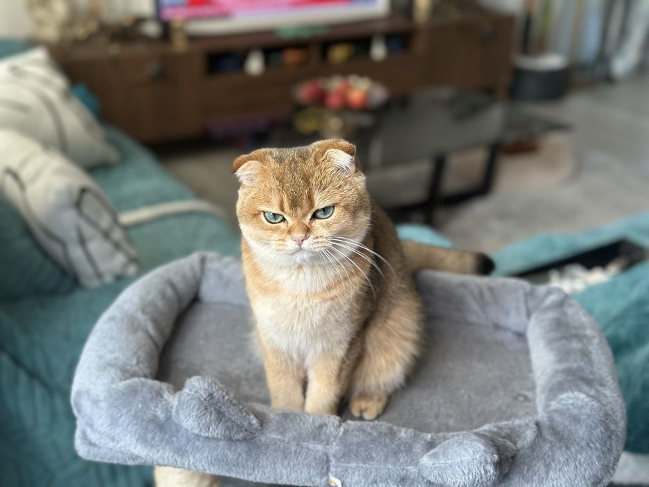 Scottish Fold Golden