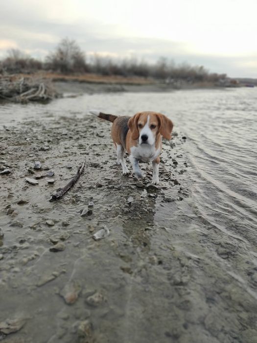 Бигль  ,девочка , 5 лет  ищет новую семью.