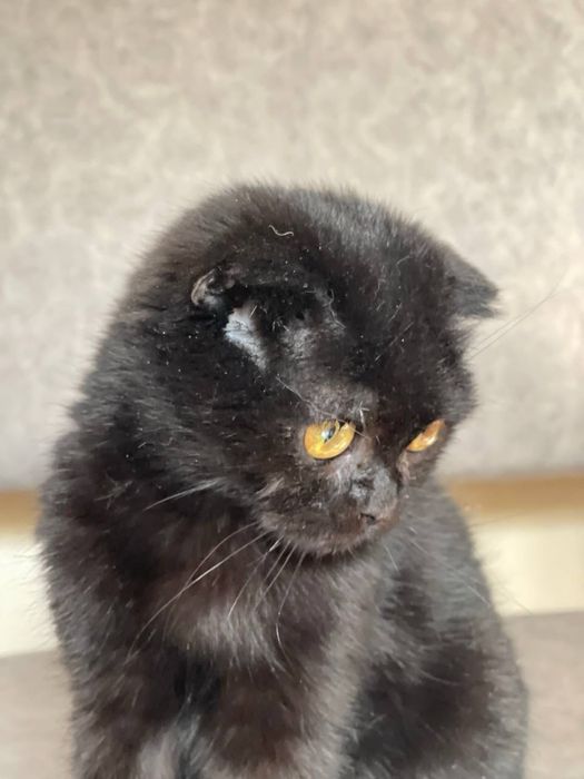 Шотландская вислоухая кошечка, 3–4 месяца — ищет дом. Ташкент