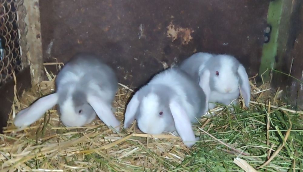 Fransuzkiy makfi quyon bolalari sotuvda