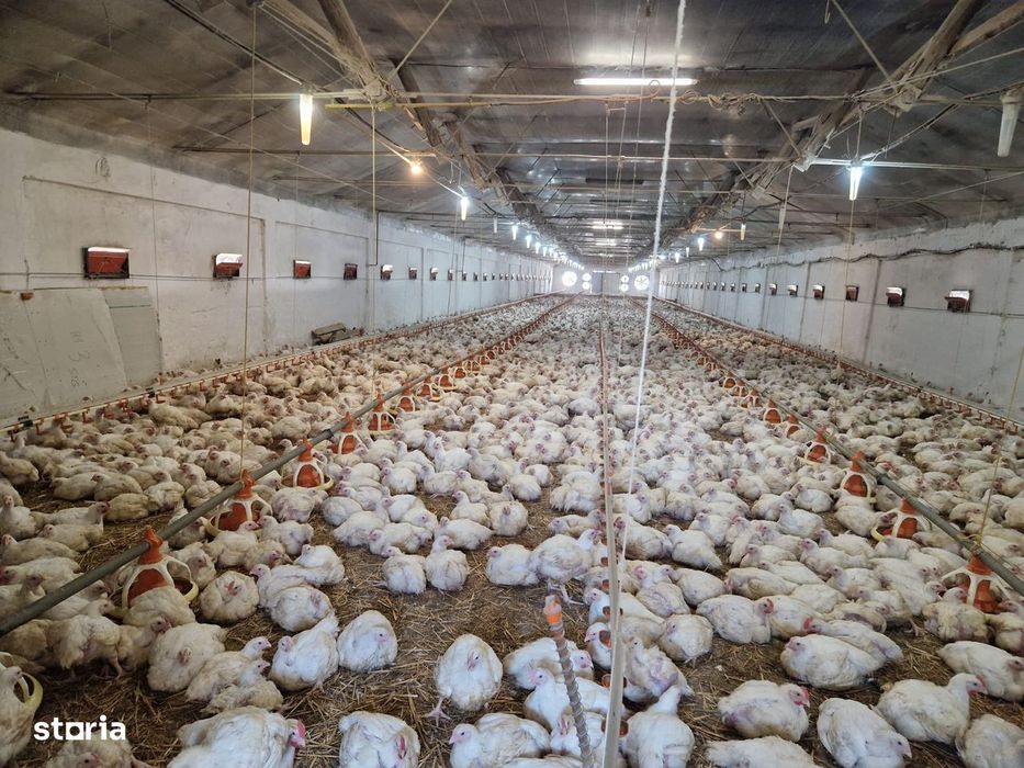 FERMA DE PUI  -- Livada