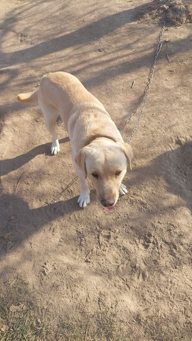 Лабрадор-спаниель