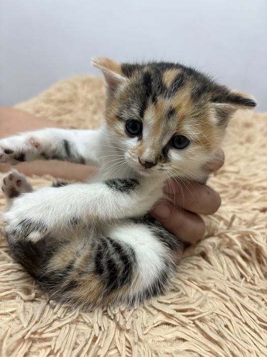 Отдаем котенка в добрые руки бесплатно