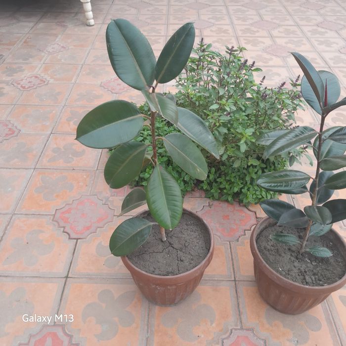 Фикус махаллий номи кора шахзода