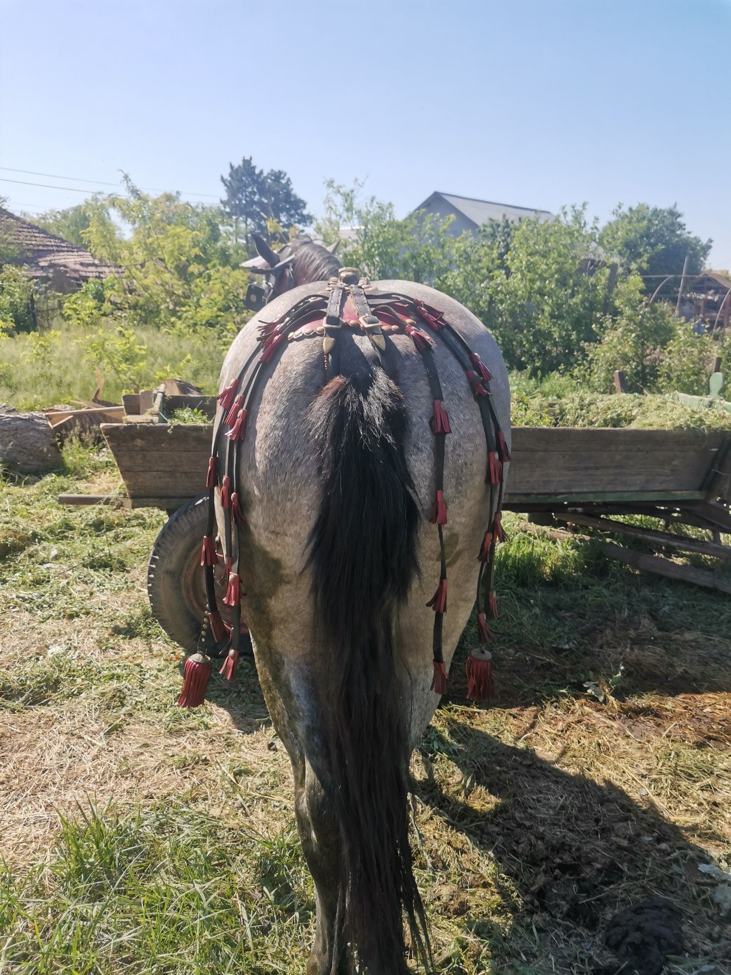 Vând armăsar 3 ani