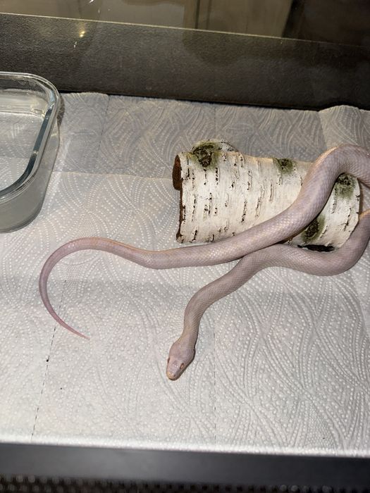 Corn snake blizzard + terariu