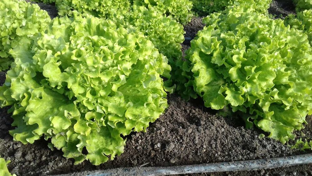 Продавам разсад на Марули и Айсберг