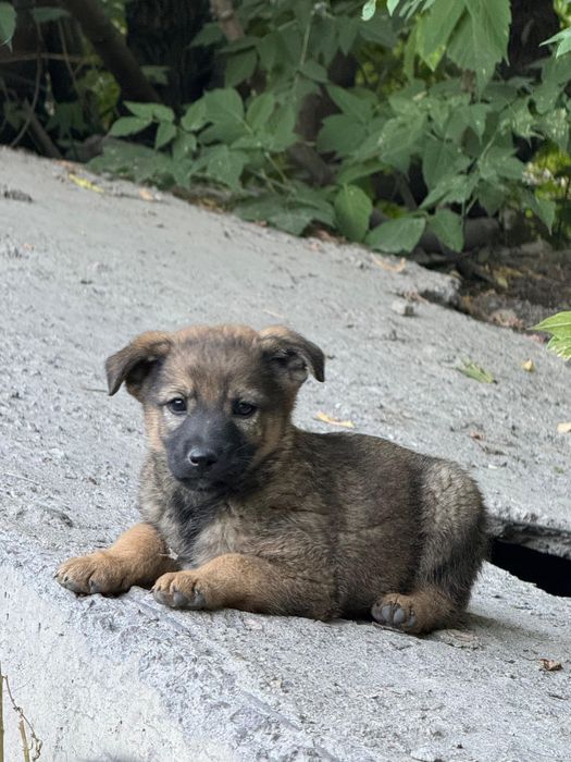 Щенкам нужен дом