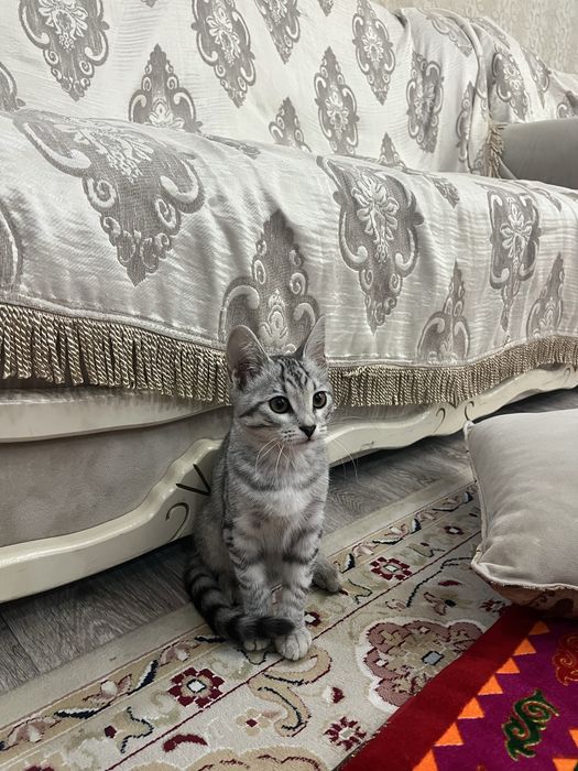 Породистый ургашы мысык 3 айлык