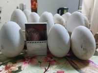 Гусиные яйца от домашних гусей