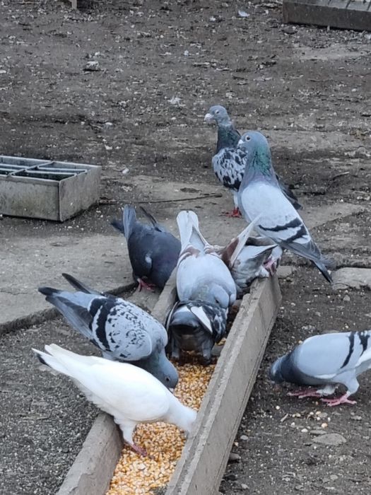 Porumbei voiajori si cocoși brahna