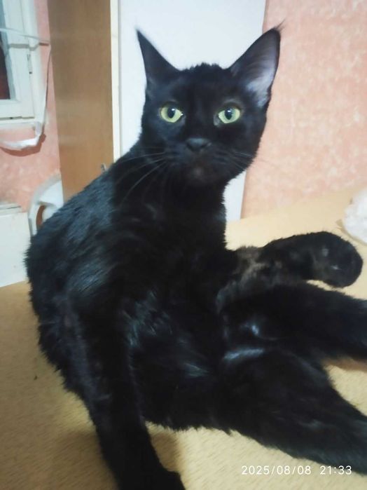 Взрослые котята в добрые руки. Смотрите фото