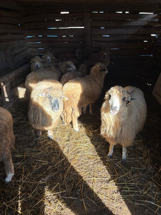 Vând 17 oi la Damiș