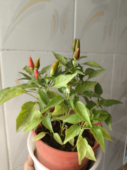 Перчики в горшках