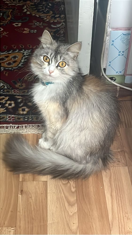 Отдам даром кошку с котенком