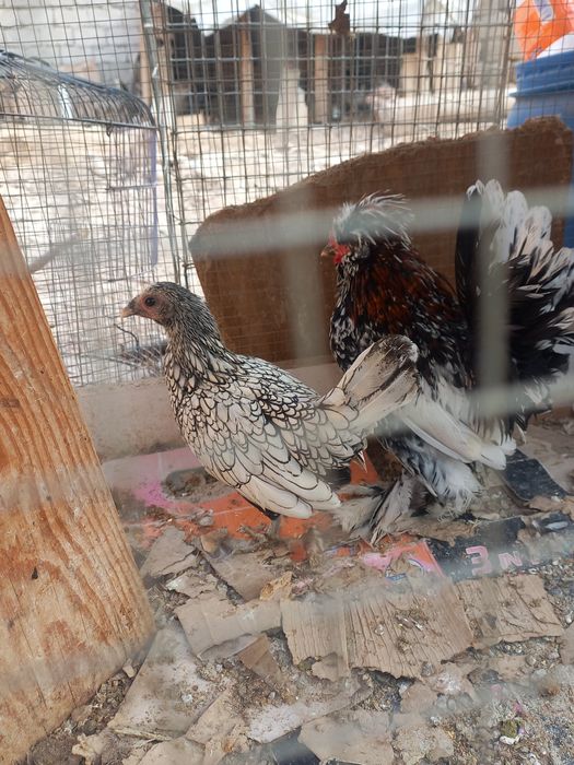 Хуроз ва товук.сотилади.