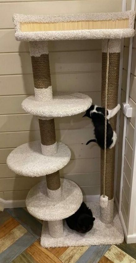 Когтеточка для котят и кошек. Бесконечный выбор высоты.