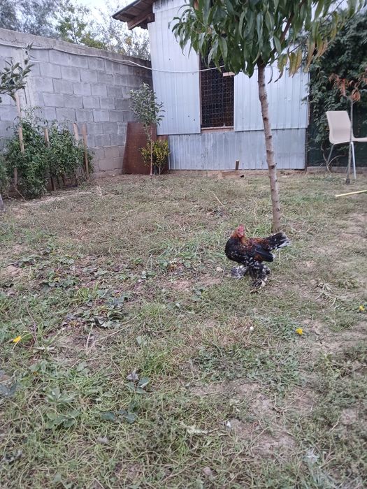 Vând cocoșei mii de flori