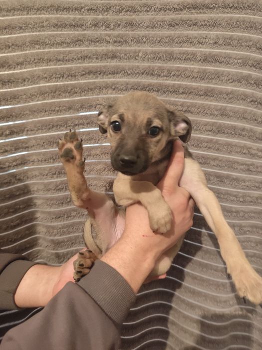 Щенок девочка два месяца