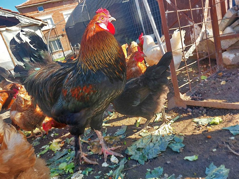 Петли млади 7 месеца