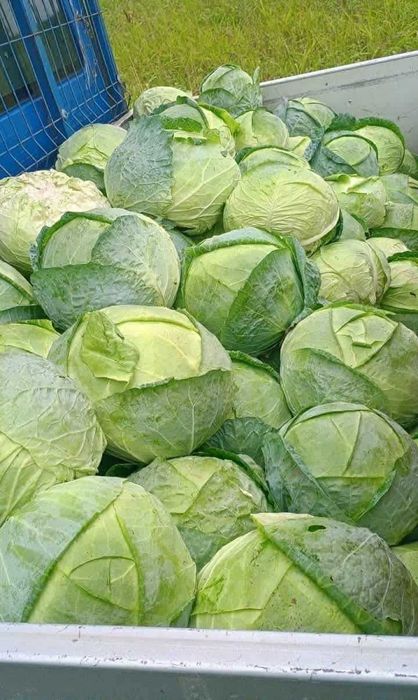 Varza de Buzău de vânzare