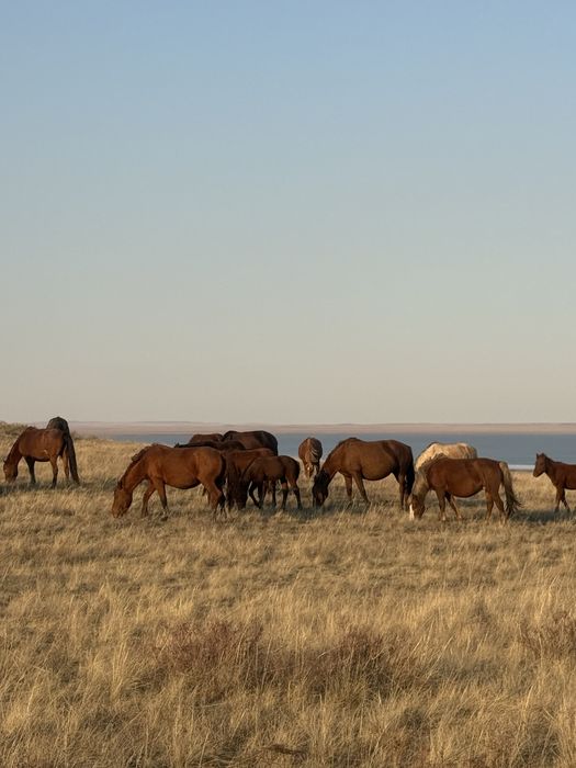 Продам косяк 24 головы