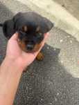 Pui Rottweiler 8 săpt. – companion loial (vaccinat, microcipat)