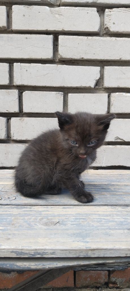 Котята,котята,котята