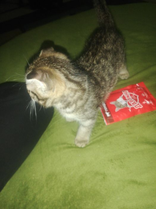 Отдам котика веслоухого серенький 2,5месяца