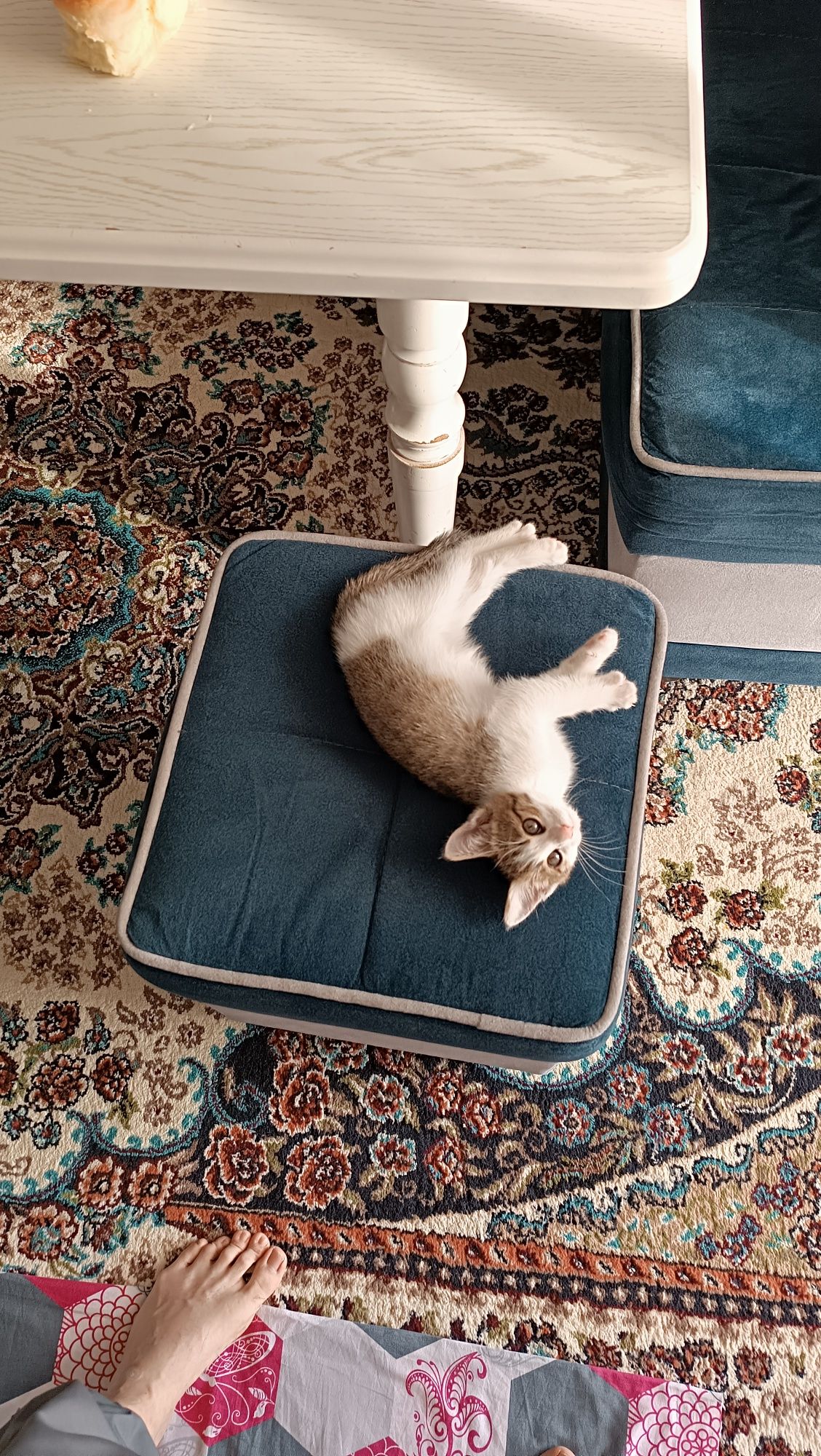 Отдам даром котенка