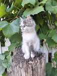 Котик в хорошие руки