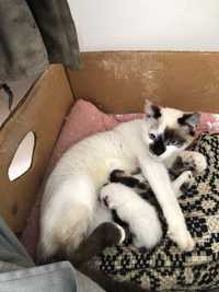Donez pisica cu 2 pui nou nascuti