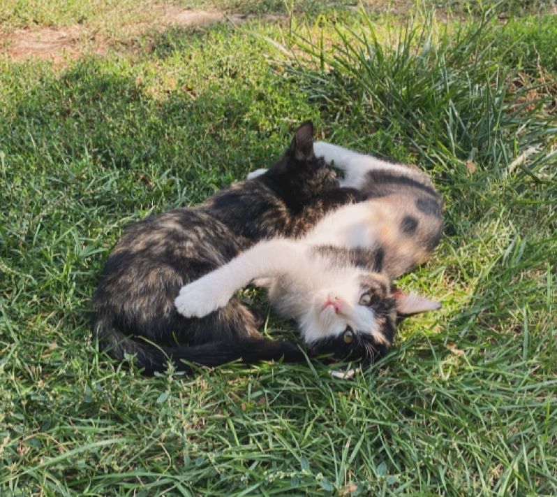 Кошки.           .