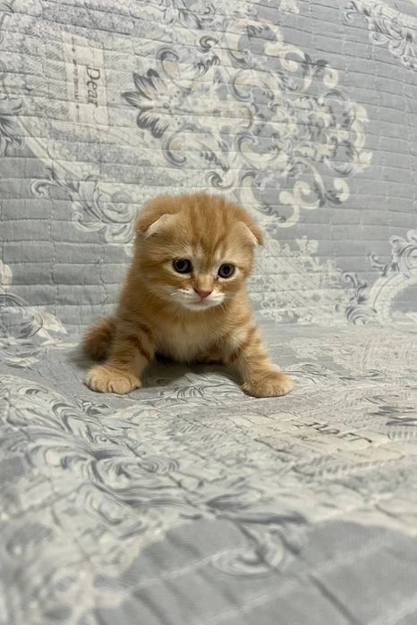 Шотландский мальчик