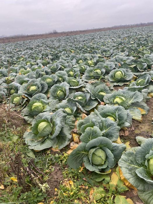 Varza bucharest si escazu