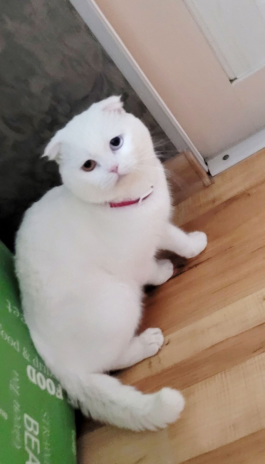 Белоснежный кот шотландский вислоухий