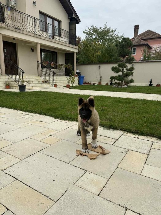 Akita American 4 luni