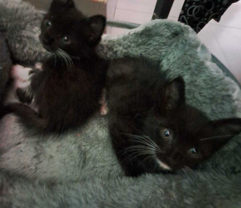Adoptie pui de pisica negru Nefertiti si Fernando