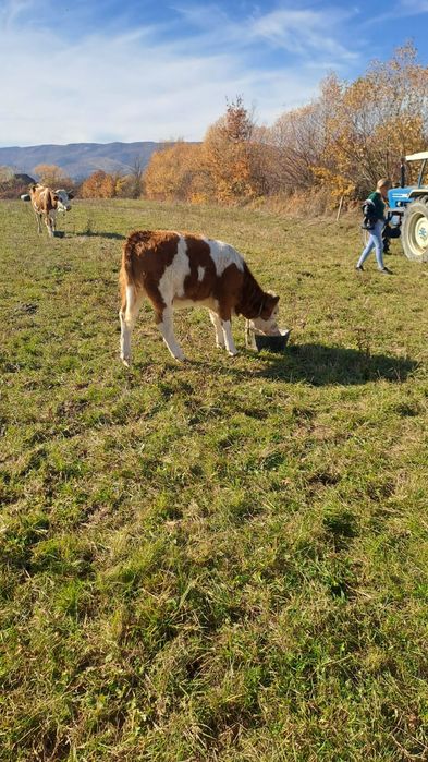 Vind doua juninci și o vaca balta