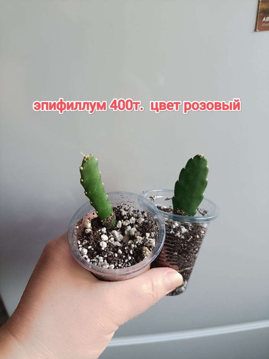 Эпифиллум розовый и др