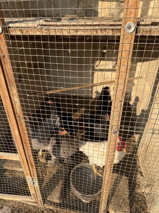 Товук сотилади,хаммаси жожалигидан бокилган